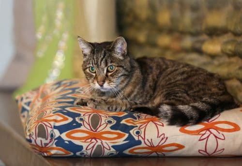 Cat euthanasia