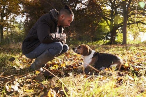 When to put a dog down