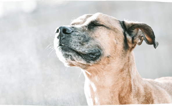 Pet loss support